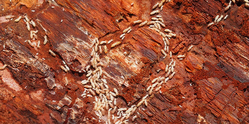 What Termites Teach Us about Activating Change?
